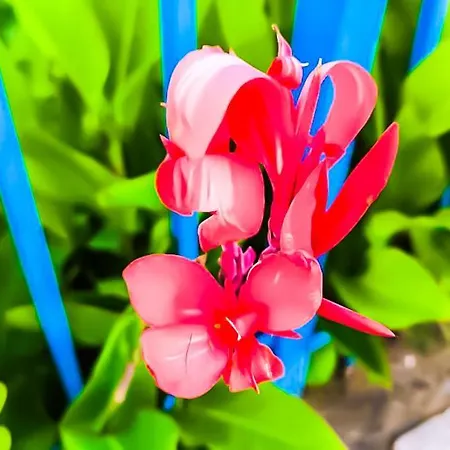 William's - Cute Apartamento Sveti Vlas