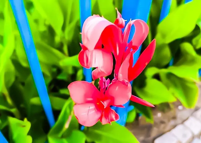 William's - Cute Apartmán Sveti Vlas